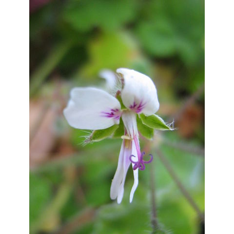 Pelargonium sp.