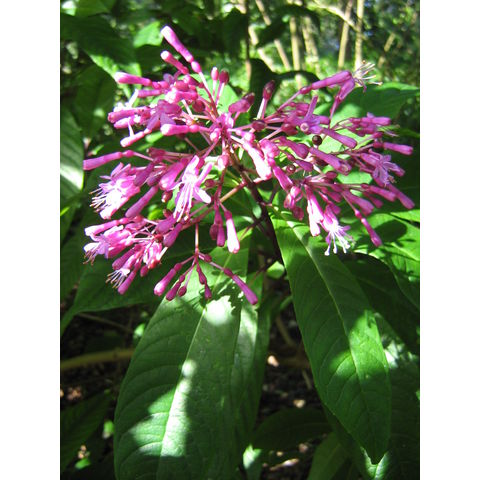 Fuchsia paniculata