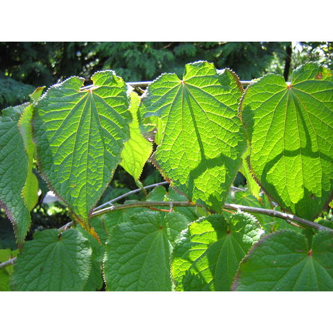 Tetracentron sinense