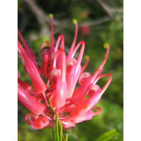 Grevillea lanigera