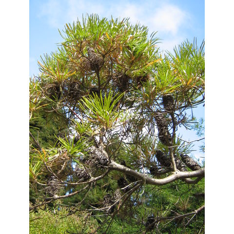 Banksia spinulosa