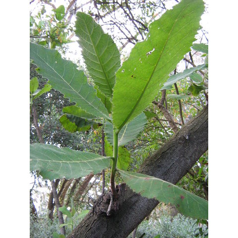 Wingandia caracasana