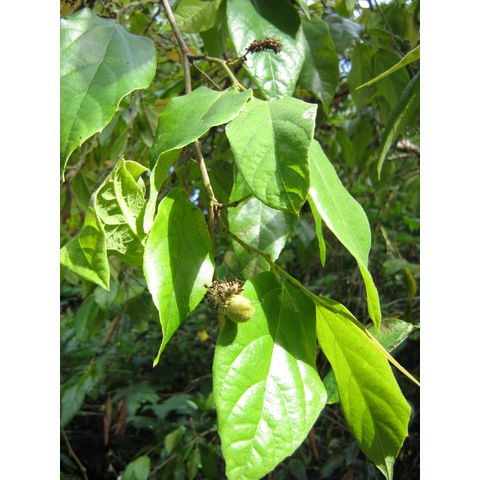 Molinadendron sinaloense