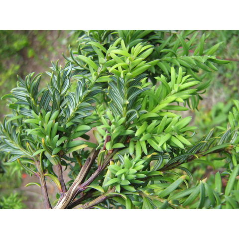 Saxegothaea conspicua