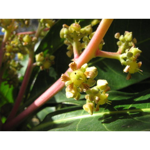 Mangifera sp. 