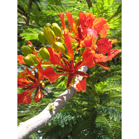 Delonix regia 