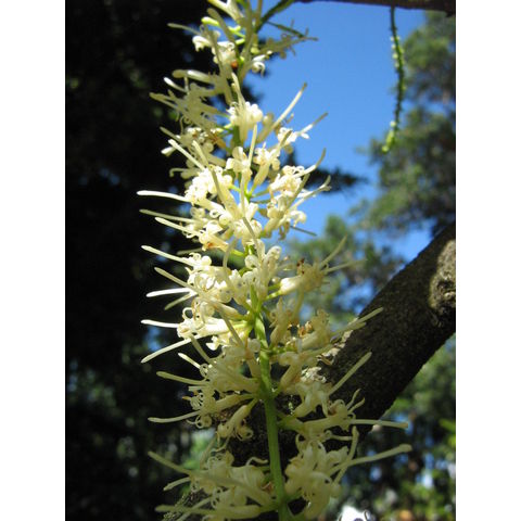 Macadamia integrifolia 