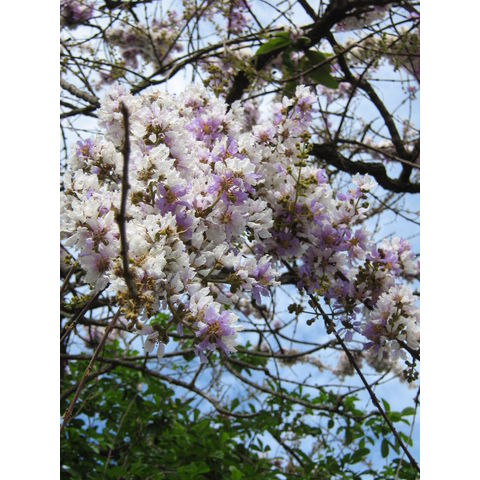 Lagerstroemia loudonii