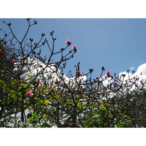 Pseudobombax ellipticum 