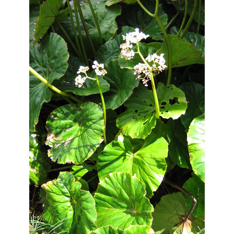 Begonia holumbiifolia 