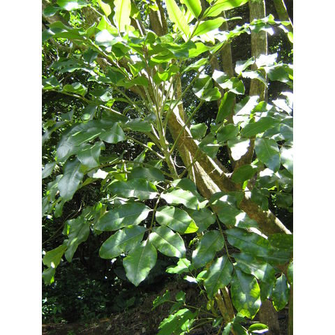 Tetraplasandra hawaiensis 