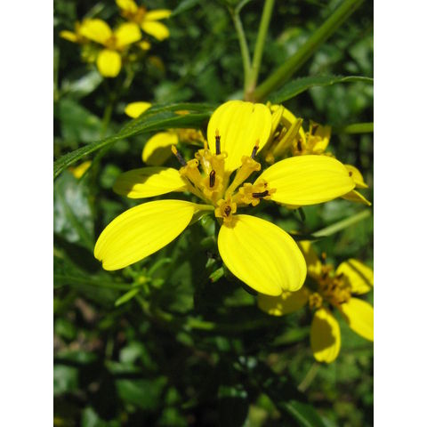 Bidens sp. 