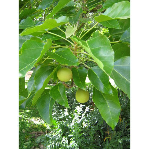 Aleurites molluccana Kunni