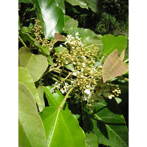 Aleurites molluccana Kunni