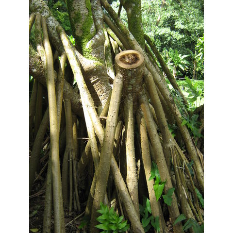 Pandanus tectorum Hala