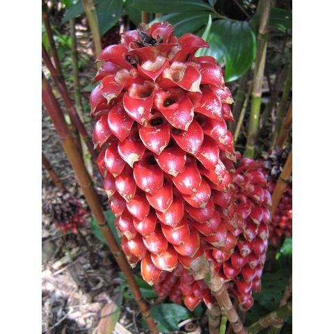 Tapeinochilos ananassae 