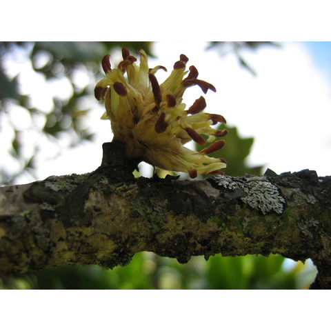 Pittosporum confertifolium Hoawa