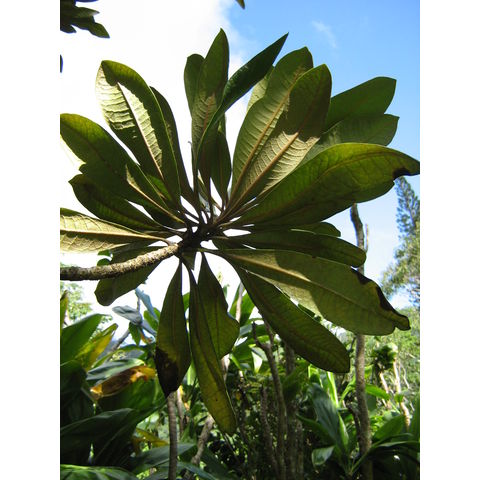 Pittosporum confertifolium Hoawa