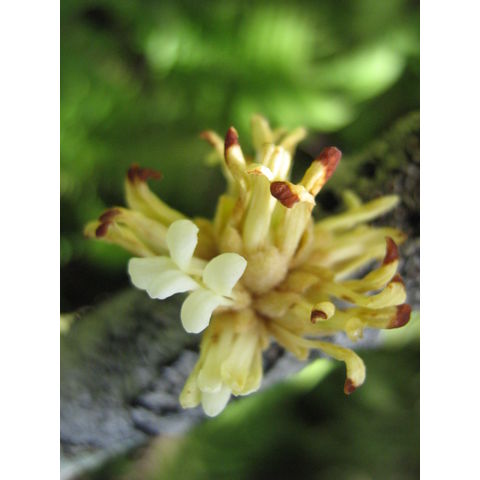 Pittosporum confertifolium Hoawa
