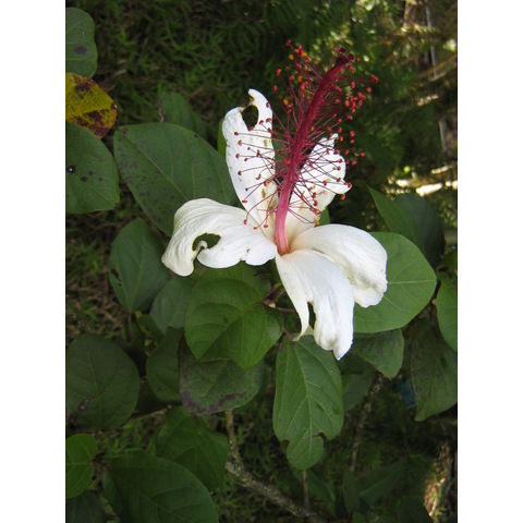 Hibiscus arnottianus 