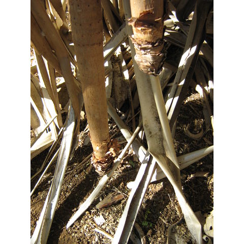 Pandanus jalvitiensis