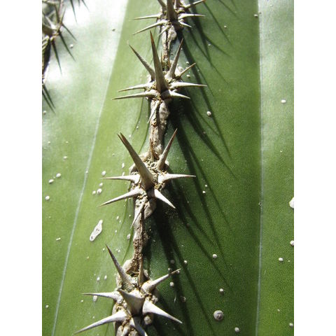 Pachicereus pecten-aborigenum