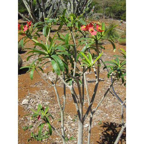 Euphorbia punicea
