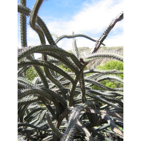 Rathbunia alamosensis