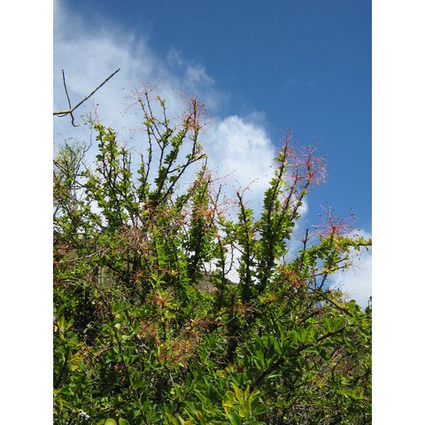 Fouquieria macdougalii