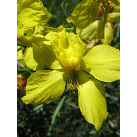 Caesalpinia ferraea