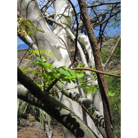 Pedilanthus macrocarpus