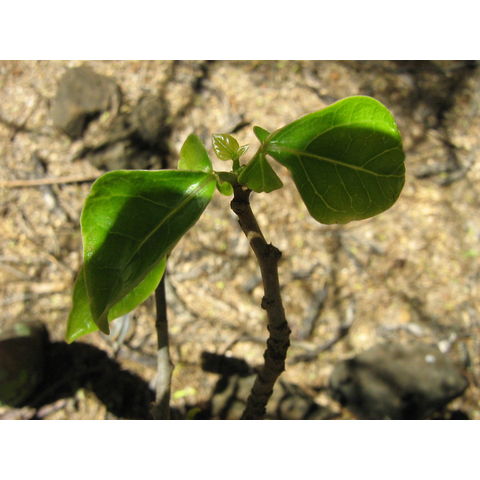 Jacaratia hassleriana Caricaceae