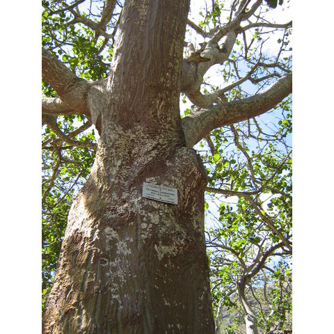 Erythrina sandwichiensis 