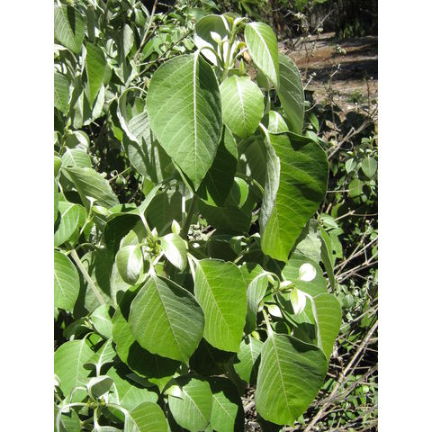 Amaranthus sandwichiensis 