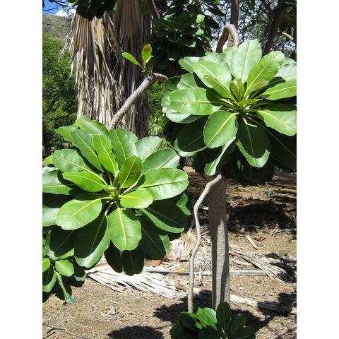 Euphorbia haeleeliana 