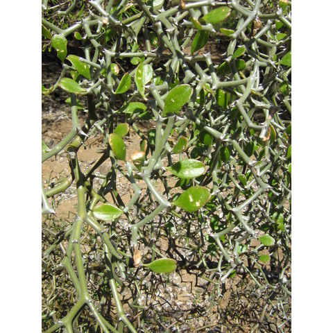 Decarya madagascariensis 