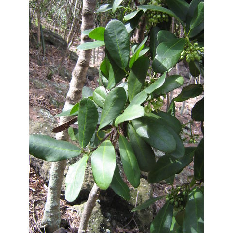 Brexia madafaskariensis 