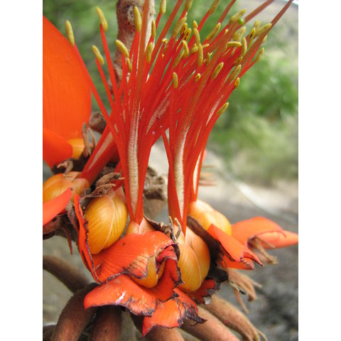 Erythrina sp.