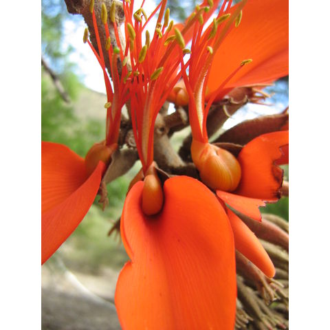 Erythrina sp.