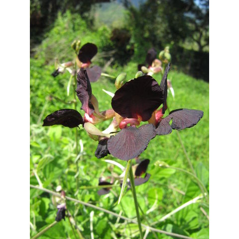 Macroptilium atropurpureum