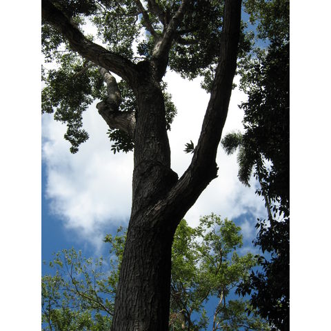 Swietenia macrophylla 