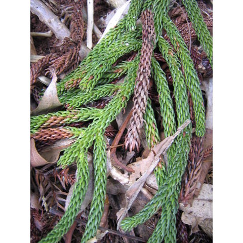 Araucaria cunninghami