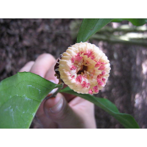 Napoleonaea sp.