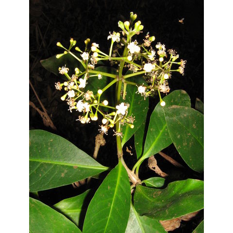 Pisonia umbellifera