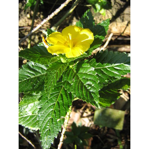 Turnera ulmifolia