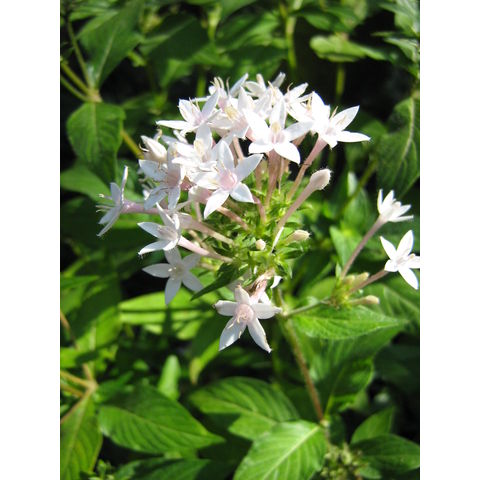 Pentas lanceolata