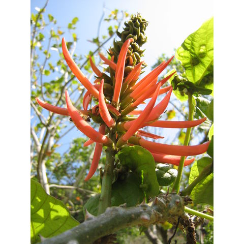 Erythrina sp.