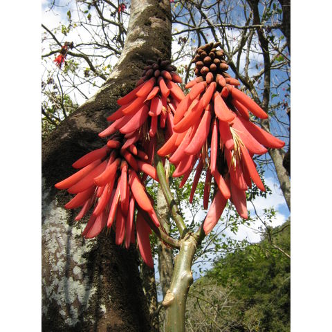 Erythrina folkersii