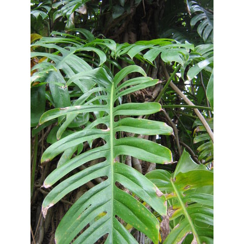 Raphidiophora decursiva