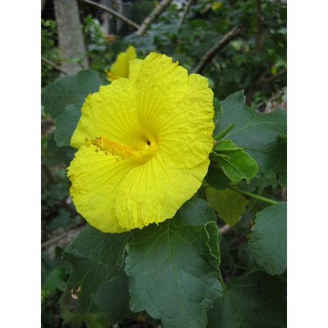Hibiscus brackenridgei